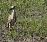 Yellow-crowned Night Heron.  South Padre Island (Convention Center), 3/30/2005. * 800 x 718 * (813KB)