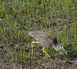 Yellow-crowned Night Heron.  South Padre Island (Convention Center), 3/30/2005. * 800 x 718 * (837KB)