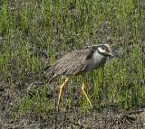 Yellow-crowned Night Heron.  South Padre Island (Convention Center), 3/30/2005. * 800 x 718 * (842KB)