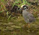 Yellow-crowned Nigth Heron.  Sabal Palm Grove Sanctuary, 3/31/2005.
Out on a morning hunt. * 836 x 745 * (778KB)