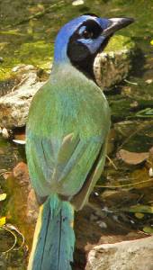 Green Jay -- Green Jay gallery * 439 x 771 * (445KB)