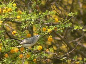 Blue-gray Gnatcatcher -- Warblers gallery * 800 x 600 * (311KB)