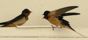 Barn Swallows -- Swallows gallery * 850 x 396 * (166KB)