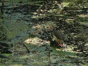 Louisiana Waterthrush -- Warblers gallery * 800 x 600 * (385KB)
