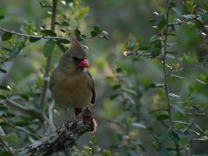 Cardinal -- Cardinals and Sparrows gallery * 800 x 600 * (464KB)