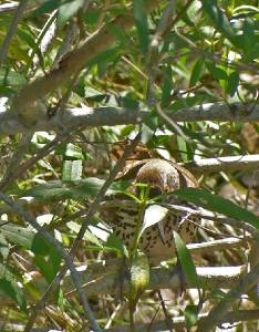 Brown Thrasher -- Mimids gallery * 590 x 756 * (510KB)